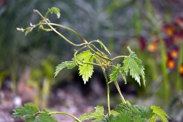 Close-up of beautiful, growing, green hop leaves in a summer garden