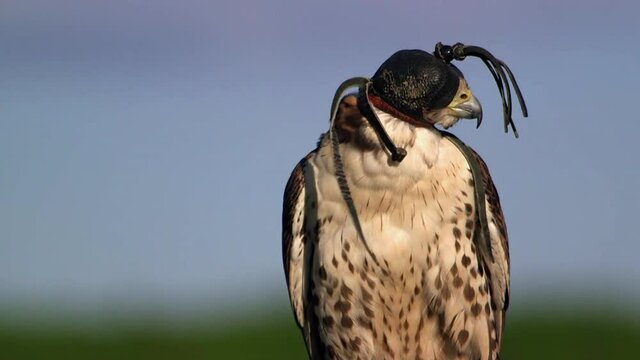 Hooded saker falcon turning head, manning process, acclimatizing to humans, perching