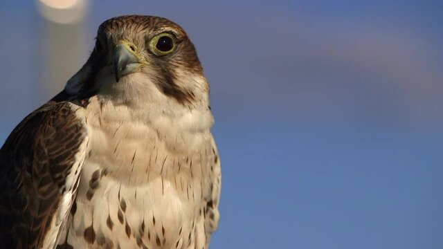 Headshot of beautiful Saker Falcon making sound, opening its beak, wild bird of prey