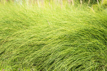 Background of green grass.Thailand.