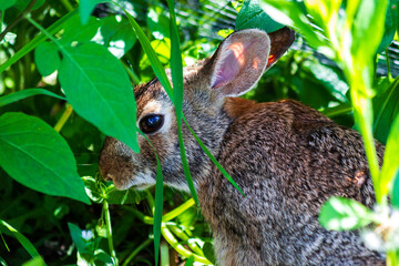 Rabbit Eating Grass
