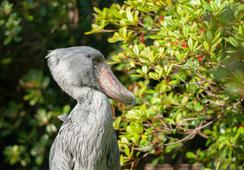 ハシビロコウ先輩