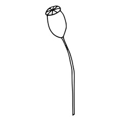 Poppies, hand-drawn illustration. Hand drawn poppy flower isolated on a white background. Hand drawn illustrations.