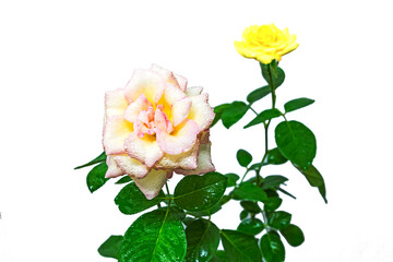 beautiful yellow rose isolate on white