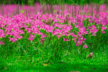 Pink rain lily flower (Zephyranthas sp.)