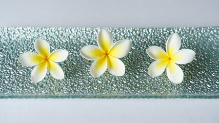 Fototapeta na wymiar three white and yellow frangipanis on silver
