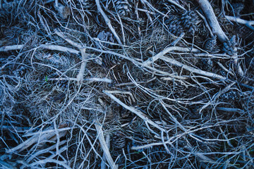 Pattern of fallen cones, branches and needles.