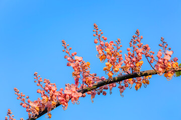 Cassia bakeriana Craib, Blooming Wishing Tree flower or Pink Shower flower in Thailand.