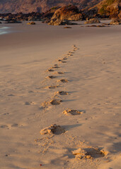 footsteps on the beach