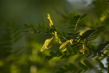 close up of green leaves