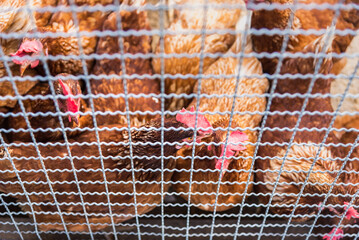 Hen and rooster in cage at farm.Thailand.