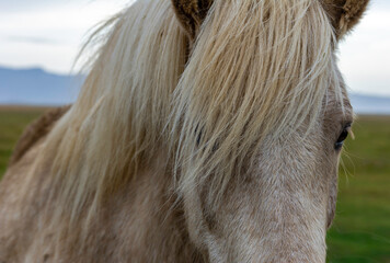 Close up on an Icelandic Horse