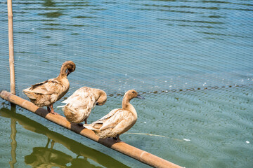 Masses duck in the Farm.Thailand.