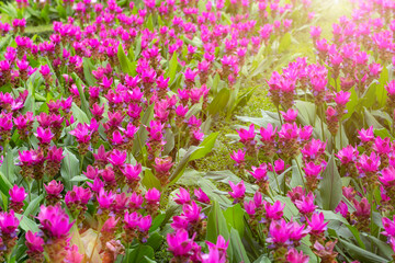 Naklejka premium Curcuma sessilis flower in garden.