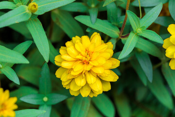 beautiful yellow flower in garden.
