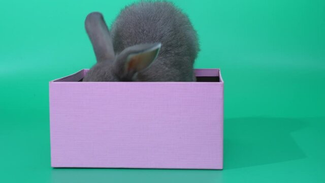 Rabbit in box move on green screen