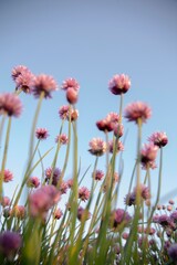 The beautiful purple chives flowers