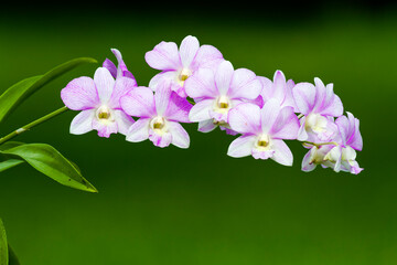 Beautiful orchid flower with natural background.