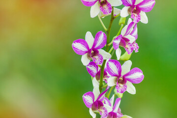 Beautiful orchid flower with natural background.
