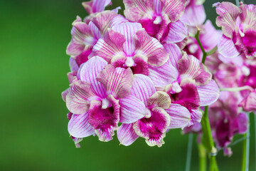 Beautiful orchid flower with natural background.