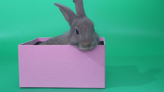 Rabbit in box move on green screen
