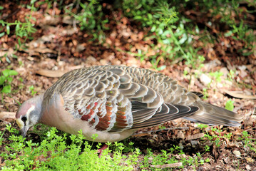 Common Bronzewing Pigeon (Phaps chalcoptera), South Australia