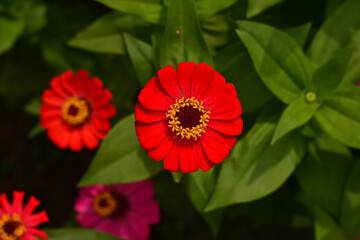 Red flower with blurred background 