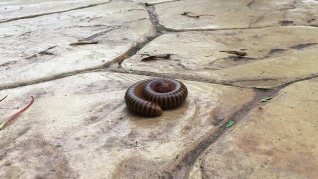 Millipede coiled release