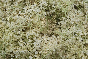 Elderberry flower texture, latin name Sambucus Nigra, picked during late spring season for preparing of herbal tea. infusion, drink, texture, stalks, 