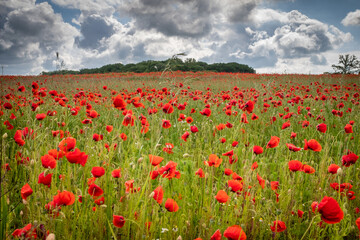 Fototapeta na wymiar many red poppies stand on a field