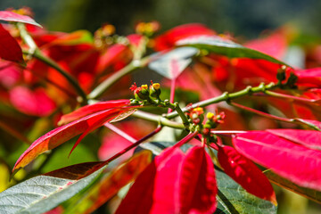 Blooming red Poinsettia tree (Euphorbia Pulcherrima). Bangli, Gianyar, Bali, Indonesia.