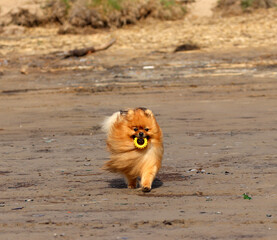 A German Spitz dog runs along the sand on the beach with a ring toy in its teeth