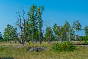 Forest in the Chernobyl exclusion zone in the Ukraine