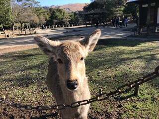 A little deer in the Japan Nara Park