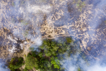 Forest fire in the coniferous forest, aerial view. The human factor that caused the disaster. Shooting from the drone.