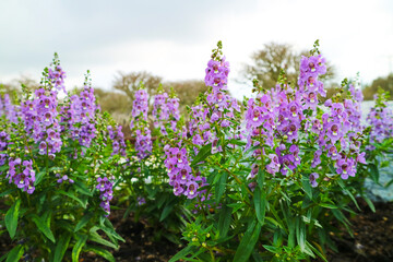 Little Turtle Flower, Forget me Not is Biennial plants that can be released throughout the year