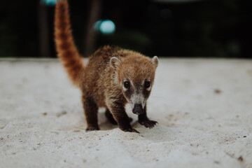 Pequeño animal