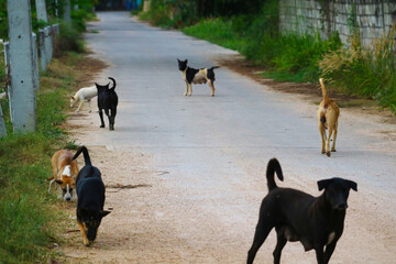 two-eyed stray dog is caused by abnormalities of genes, Or caused by cross-breeding