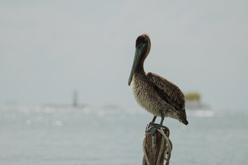 PELICANO EN LA PLAYA