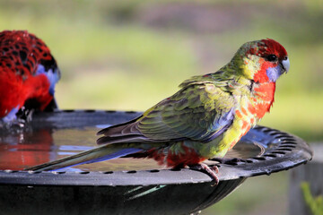 Juvenile Crimson Rosella in moult, South Australia