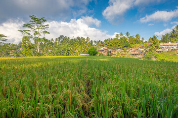 Fototapeta na wymiar Tegalalang rice terraces, early morning, Ubud, Bali, Indonesia