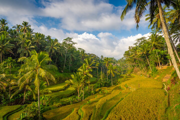 Fototapeta na wymiar Tegalalang rice terraces, early morning, Ubud, Bali, Indonesia