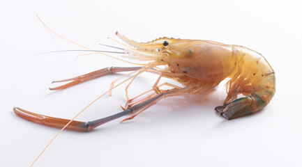 live prawn isolated on white background