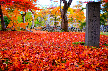 懐古園 紅葉の絨毯