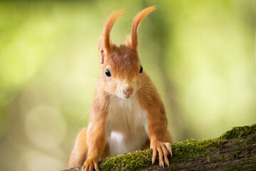 Squirrel portrait. Red squirrel on a tree