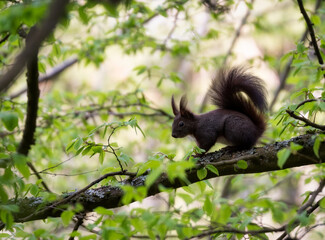 Squirrel on tree. Squirrel in the forest.