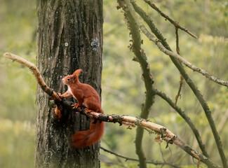 Red squirrel on tree. Squirrel on tree. Squirrel in the forest.