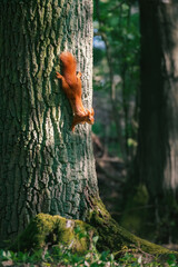 Squirrel on tree. Squirrel in the forest.