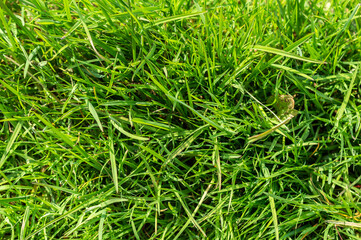 Texture of fresh green grass.