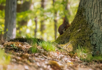 Squirrel on tree. Squirrel eating nut. Squirrel in the forest.